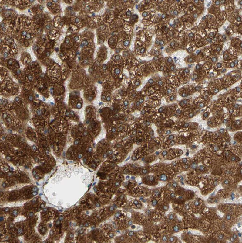 POR/Cytochrome P450 Reductase Antibody - BSA Free Immunohistochemistry-Paraffin: POR/Cytochrome P450 Reductase Antibody [NBP1-85357]
