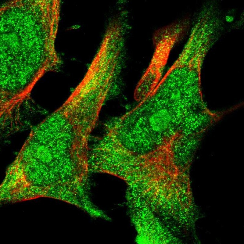 Cyclophilin 40 Antibody - BSA Free Immunocytochemistry/ Immunofluorescence: Cyclophilin 40 Antibody [NBP1-85364]