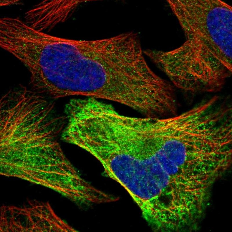 ACTL8 Antibody - BSA Free Immunocytochemistry/ Immunofluorescence: ACTL8 Antibody [NBP1-85398]