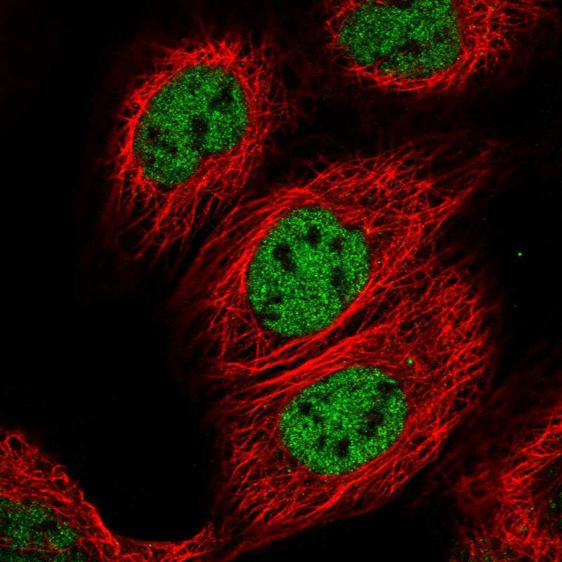 CSTF3 Antibody - BSA Free Immunocytochemistry/ Immunofluorescence: CSTF3 Antibody [NBP1-85428]