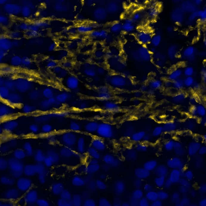 Versican Antibody - BSA Free