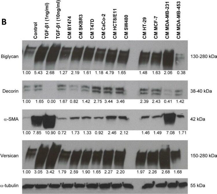 Versican Antibody