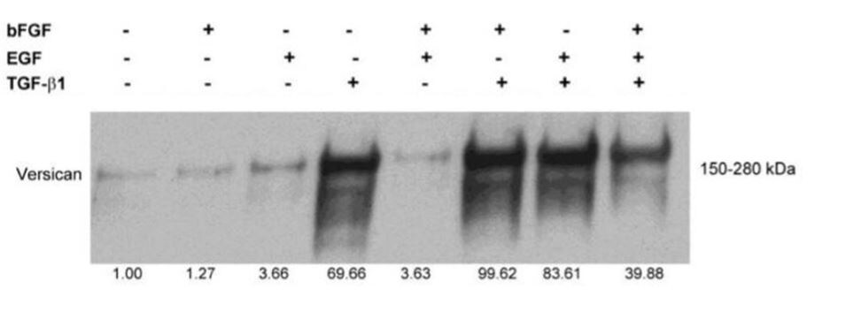 Versican Antibody
