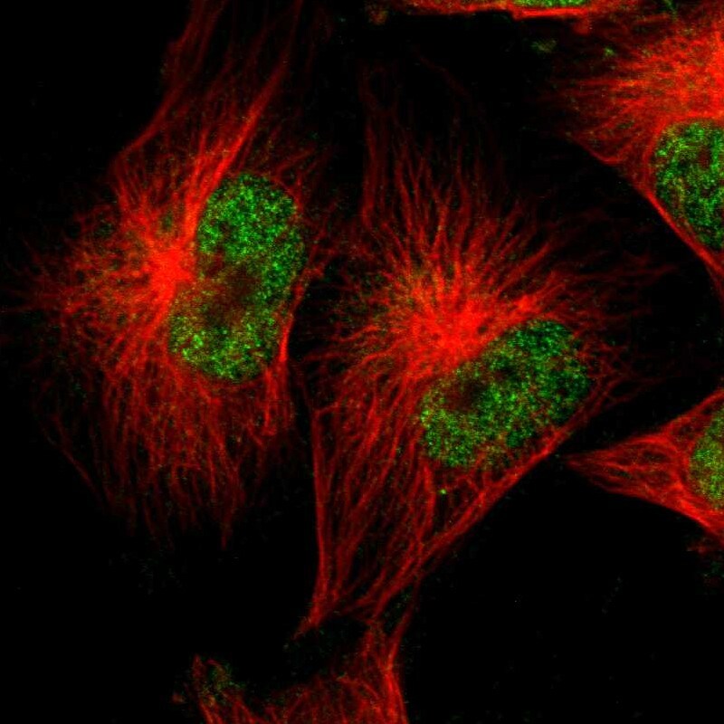CEBP epsilon Antibody - BSA Free Immunocytochemistry/ Immunofluorescence: CEBP epsilon Antibody [NBP1-85446]
