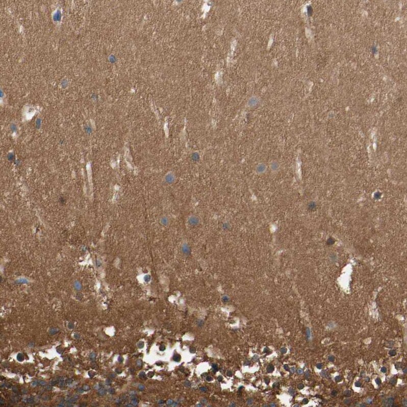 CRMP4 Antibody - BSA Free Immunohistochemistry-Paraffin: CRMP4 Antibody [NBP1-85447]