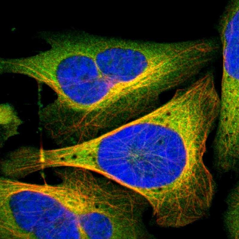 CRMP2 Antibody - BSA Free Immunocytochemistry/ Immunofluorescence: CRMP2 Antibody [NBP1-85448]