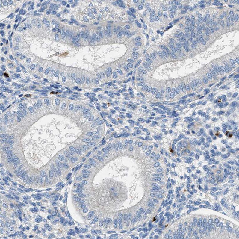 Orai1 Antibody - BSA Free Immunohistochemistry-Paraffin: Orai1 Antibody [NBP1-85463]