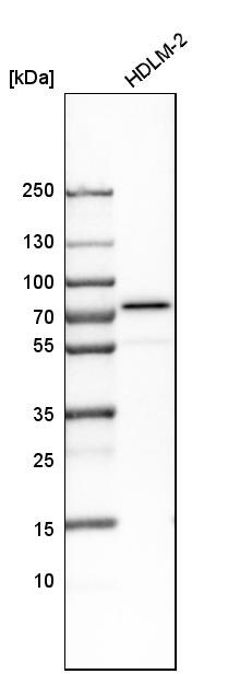Mitofusin 2 Antibody Western Blot: Mitofusin 2 Antibody [Mitofusin 2 Antibody]