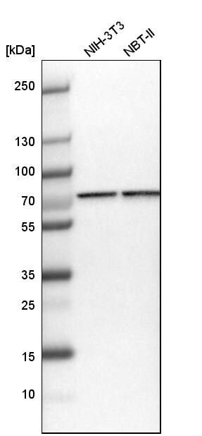 Mitofusin 2 Antibody Western Blot: Mitofusin 2 Antibody [Mitofusin 2 Antibody]
