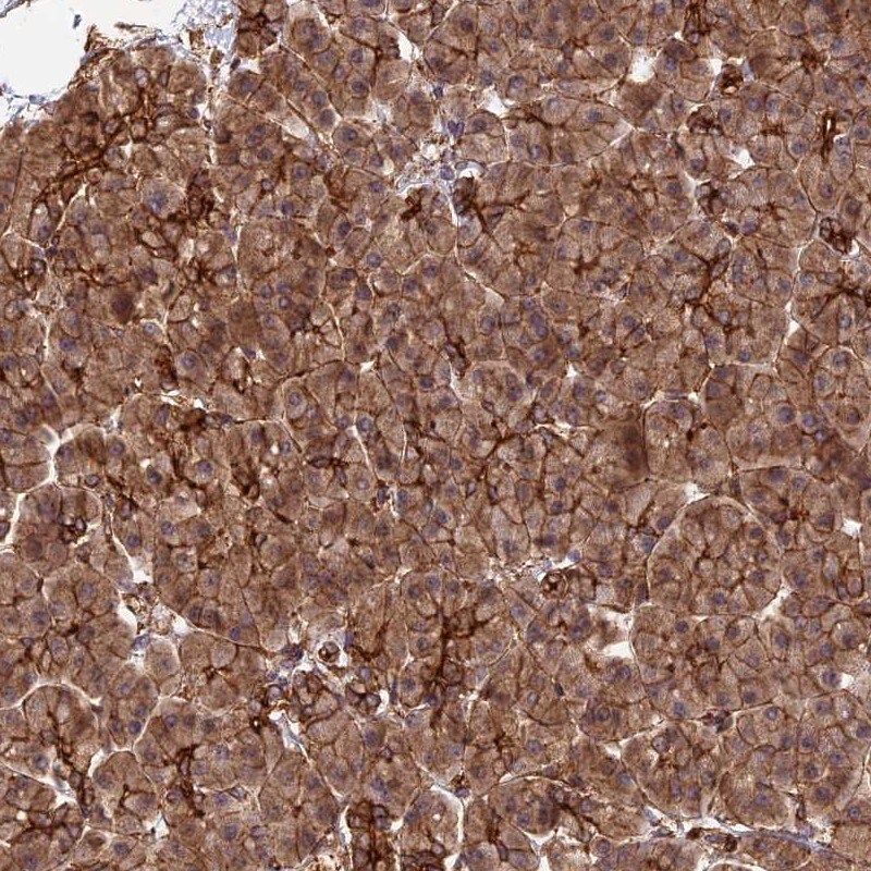HOMER2 Antibody - BSA Free Immunohistochemistry-Paraffin: HOMER2 Antibody [NBP1-85487]