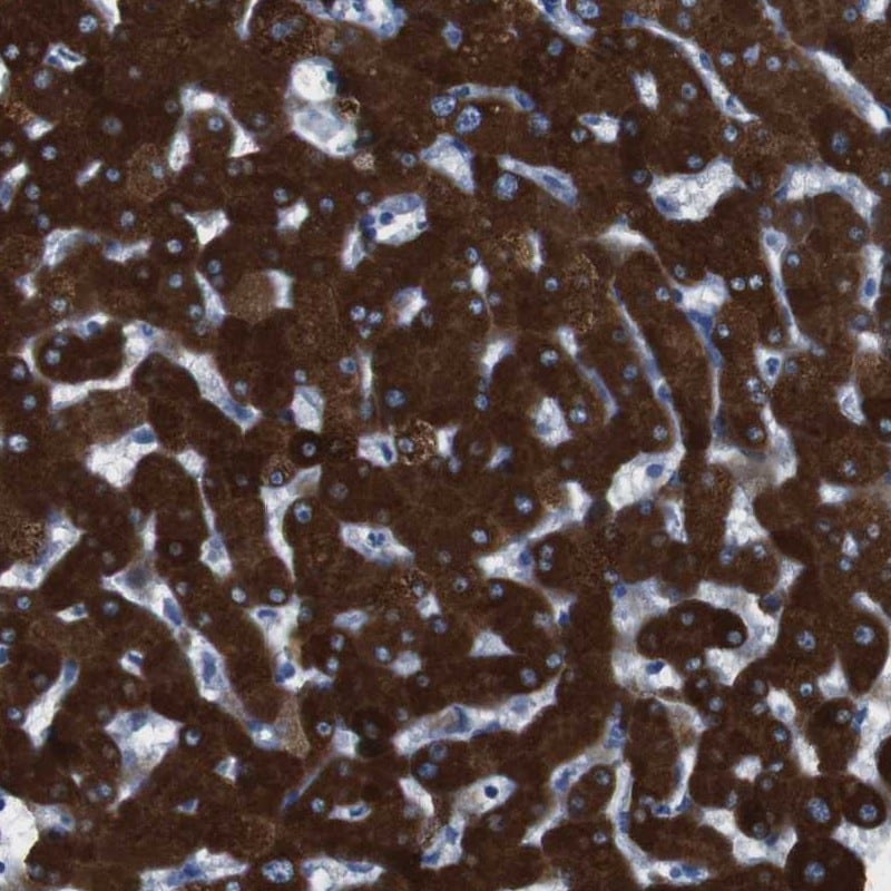 Cytochrome P450 2C9 Antibody - BSA Free Immunohistochemistry-Paraffin: Cytochrome P450 2C9 Antibody [NBP1-85488]