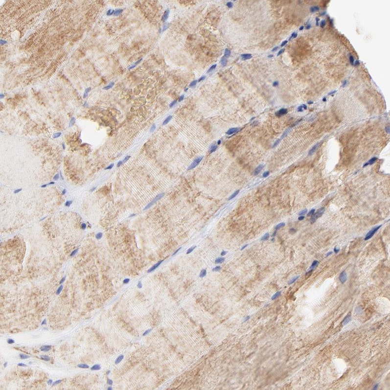 COX4 Antibody - BSA Free Immunohistochemistry-Paraffin: COX4 Antibody [NBP1-85498]
