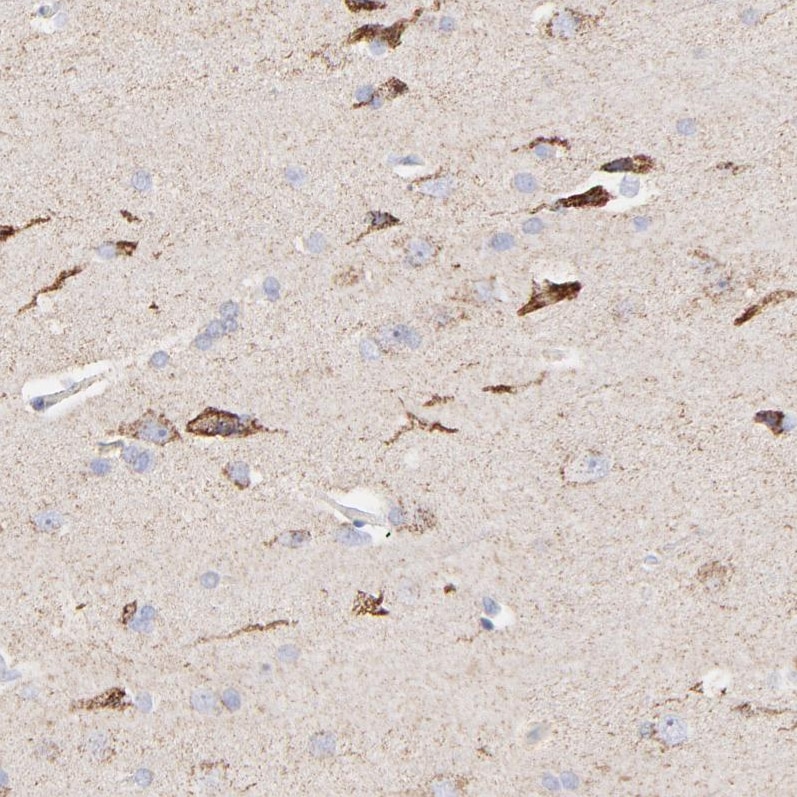 COX4 Antibody - BSA Free Immunohistochemistry-Paraffin: COX4 Antibody [NBP1-85498]