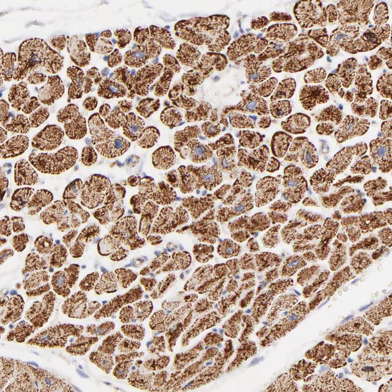 COX4 Antibody - BSA Free Immunohistochemistry-Paraffin: COX4 Antibody [NBP1-85498]