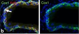 COX-1 Antibody - BSA Free