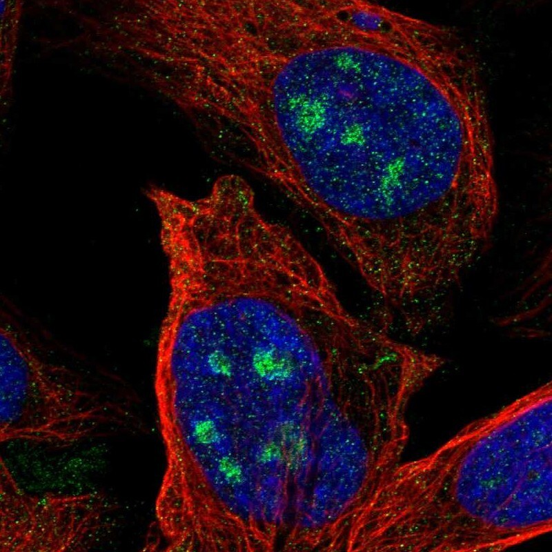 EZFIT/ZNF71 Antibody - BSA Free Immunocytochemistry/ Immunofluorescence: EZFIT/ZNF71 Antibody [NBP1-85504]