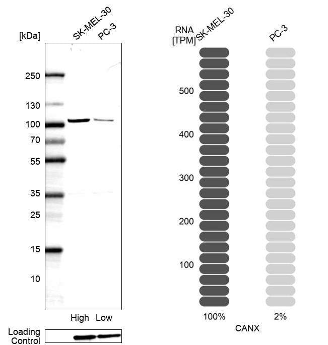 Calnexin Antibody - BSA Free Western Blot: Calnexin Antibody - BSA Free [NBP1-85520]