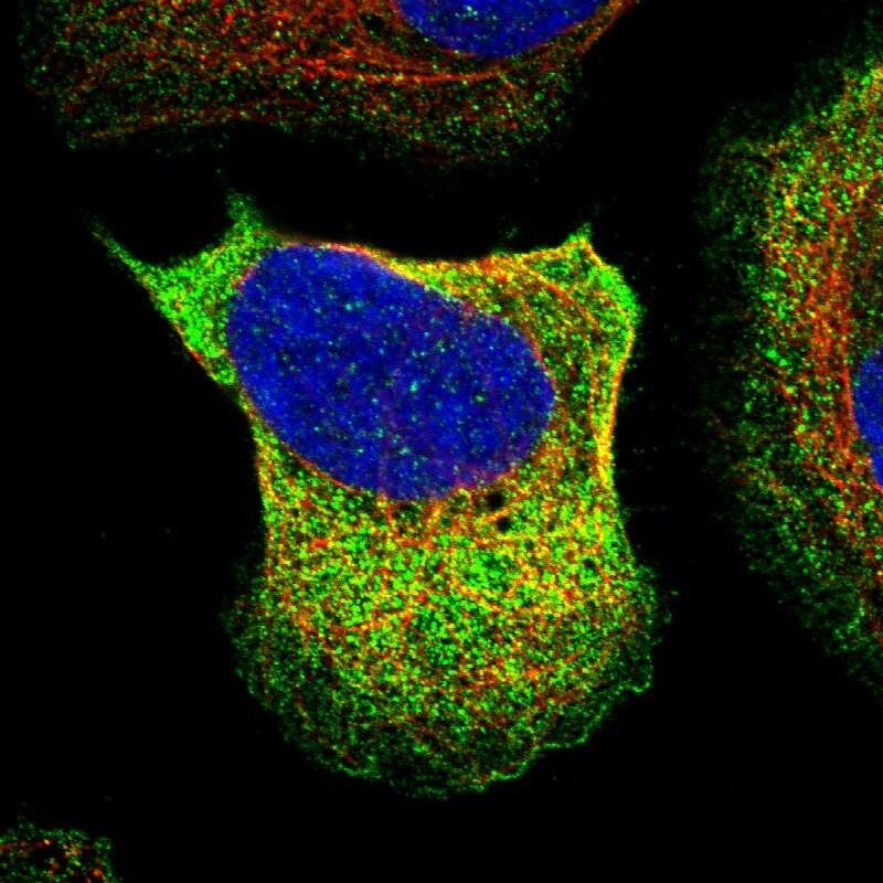 GARS Antibody - BSA Free Immunocytochemistry/ Immunofluorescence: GARS Antibody [NBP1-85533]