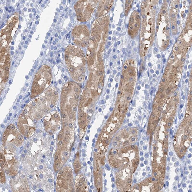 NLRP10/Pynod/NALP10 Antibody - BSA Free Immunohistochemistry-Paraffin: NLRP10/Pynod/NALP10 Antibody [NBP1-85557]