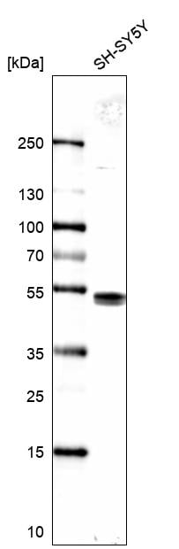 LDB1 Antibody - BSA Free Western Blot: LDB1 Antibody - BSA Free [NBP1-85573]