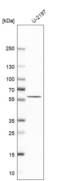 ASGPR1 Antibody - BSA Free Western Blot: ASGPR1 Antibody - BSA Free [NBP1-85580]