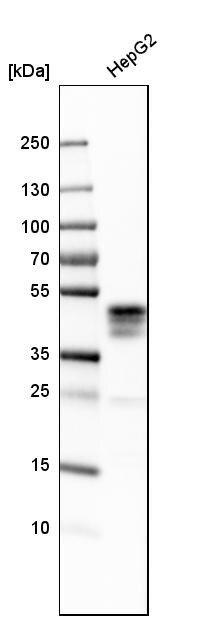 ASGPR1 Antibody - BSA Free Western Blot: ASGPR1 Antibody - BSA Free [NBP1-85581]
