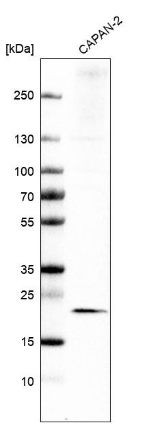 CMTM6 Antibody - BSA Free Western Blot: CMTM6 Antibody - BSA Free [NBP1-85590]