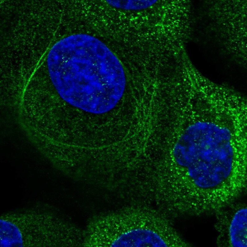 CMTM6 Antibody - BSA Free Immunocytochemistry/ Immunofluorescence: CMTM6 Antibody - BSA Free [NBP1-85590]