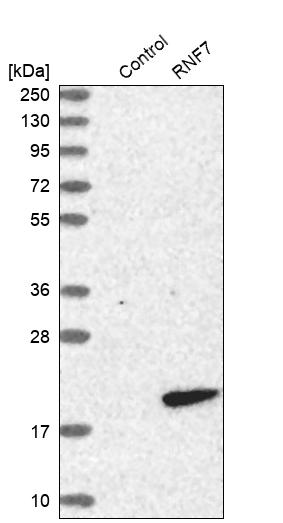 RNF7 Antibody - BSA Free Western Blot: RNF7 Antibody - BSA Free [NBP1-85594]