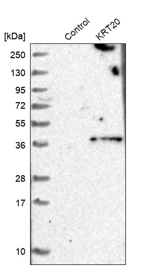 Cytokeratin 20 Antibody - BSA Free Western Blot: Cytokeratin 20 Antibody - BSA Free [NBP1-85600]
