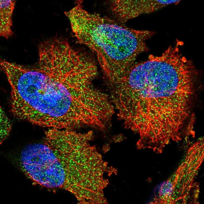 CIPAR-1 Antibody - BSA Free Immunocytochemistry/ Immunofluorescence: CIPAR-1 Antibody [NBP1-85610]
