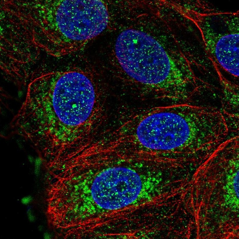 NDUFS3 Antibody - BSA Free Immunocytochemistry/ Immunofluorescence: NDUFS3 Antibody - BSA Free [NBP1-85619]