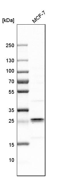 NDUFS3 Antibody - BSA Free Western Blot: NDUFS3 Antibody - BSA Free [NBP1-85619]
