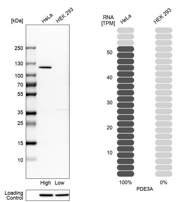 PDE3A Antibody - BSA Free Western Blot: PDE3A Antibody - BSA Free [NBP1-85645]