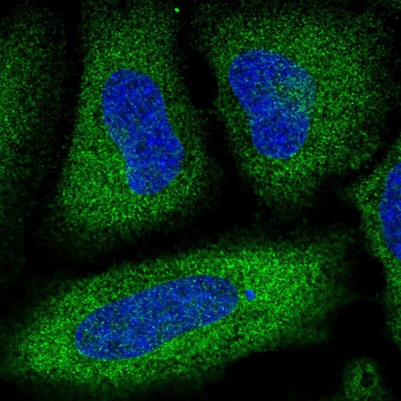 PDE3A Antibody - BSA Free Immunocytochemistry/ Immunofluorescence: PDE3A Antibody - BSA Free [NBP1-85645]