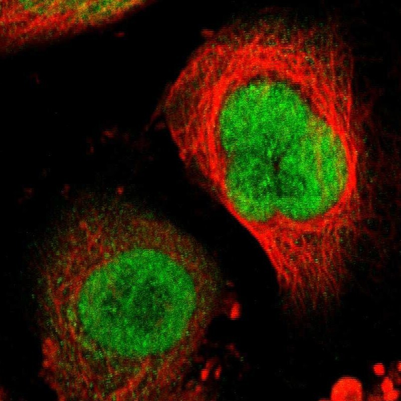 RRP7A Antibody - BSA Free Immunocytochemistry/ Immunofluorescence: RRP7A Antibody [NBP1-85647]