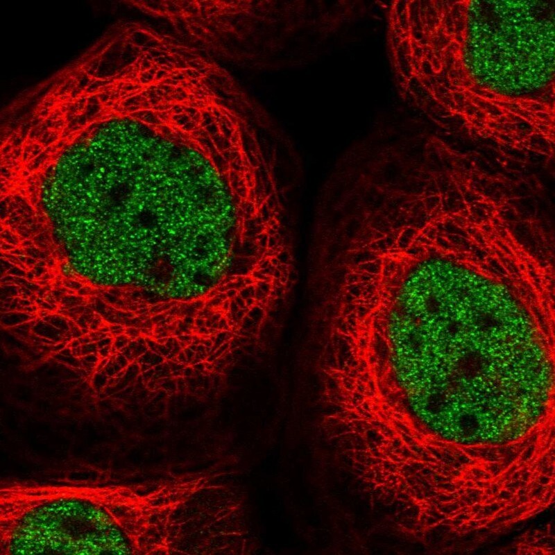 OTUD6B Antibody - BSA Free Immunocytochemistry/ Immunofluorescence: OTUD6B Antibody [NBP1-85652]