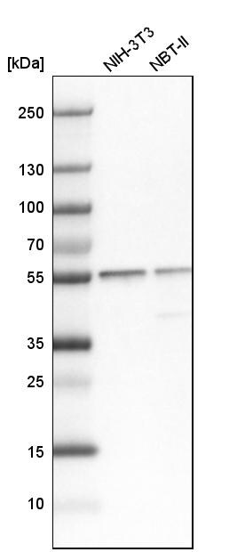 SERBP1 Antibody - BSA Free Western Blot: SERBP1 Antibody - BSA Free [NBP1-85660]