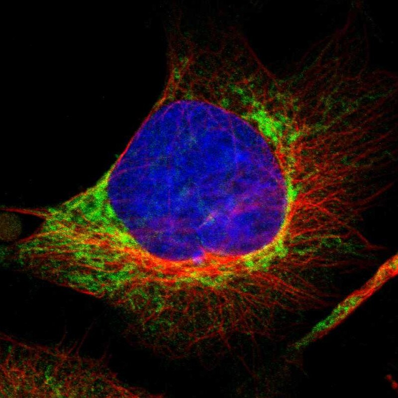 TTC11 Antibody - BSA Free Immunocytochemistry/ Immunofluorescence: TTC11 Antibody - BSA Free [NBP1-85664]