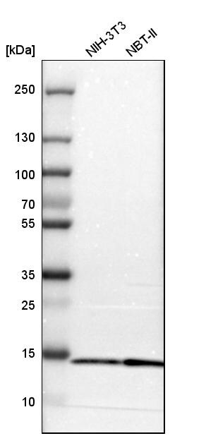 TTC11 Antibody - BSA Free Western Blot: TTC11 Antibody - BSA Free [NBP1-85664]