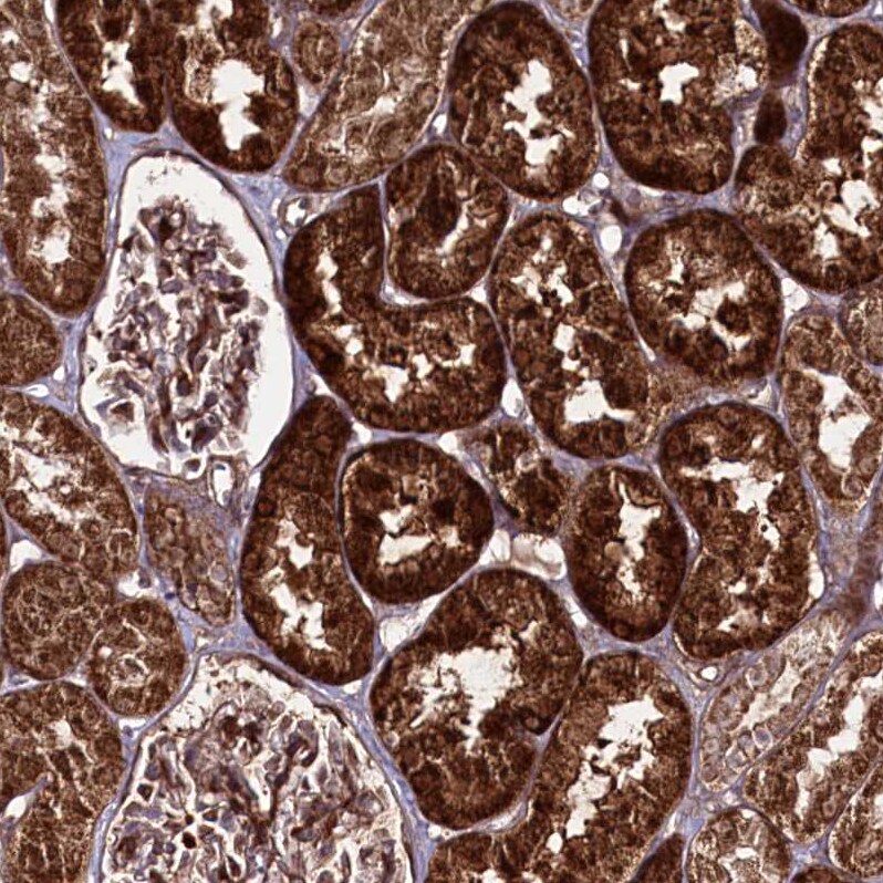 REXO2 Antibody - BSA Free Immunohistochemistry-Paraffin: REXO2 Antibody - BSA Free [NBP1-85666]