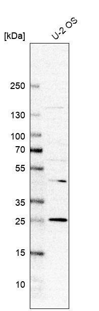 REXO2 Antibody - BSA Free Western Blot: REXO2 Antibody - BSA Free [NBP1-85666]