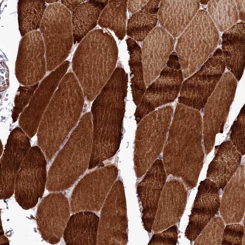 REXO2 Antibody - BSA Free Immunohistochemistry-Paraffin: REXO2 Antibody - BSA Free [NBP1-85666]