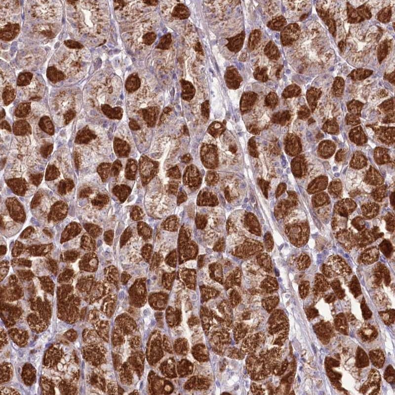 REXO2 Antibody - BSA Free Immunohistochemistry-Paraffin: REXO2 Antibody [NBP1-85667]