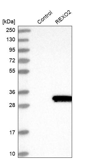 REXO2 Antibody - BSA Free Western Blot: REXO2 Antibody - BSA Free [NBP1-85667]