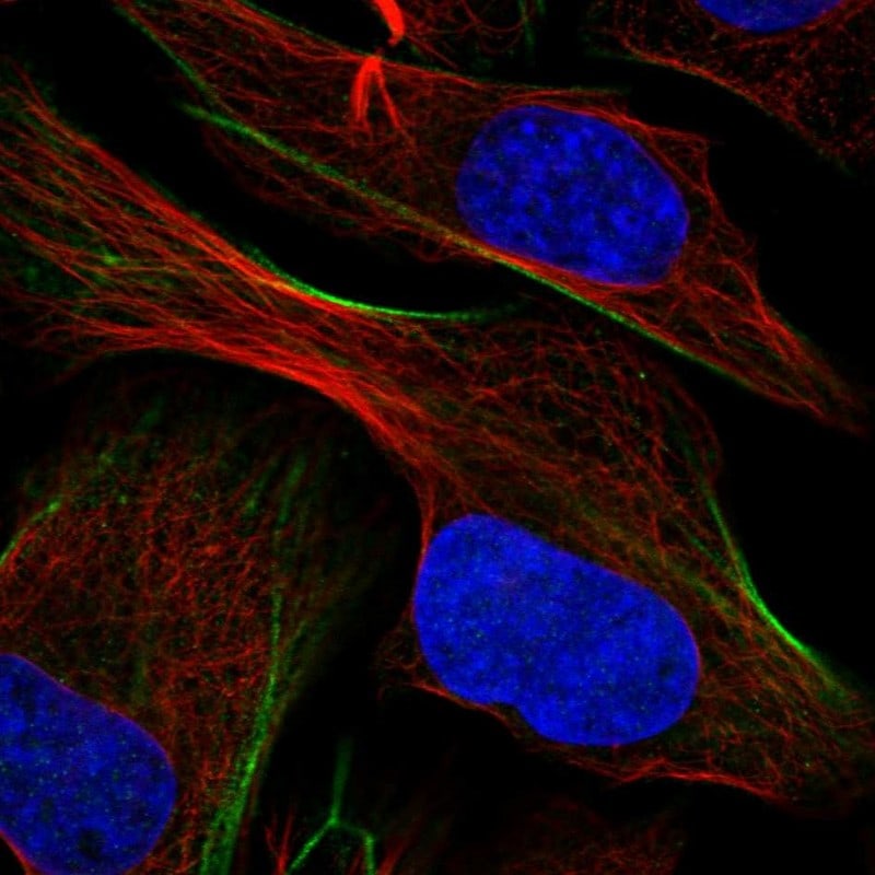ATP6V1H Antibody - BSA Free Immunocytochemistry/ Immunofluorescence: ATP6V1H Antibody [NBP1-85668]