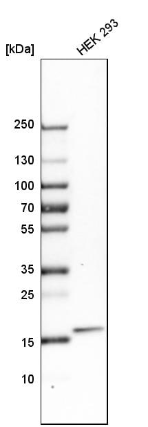 ZNHIT1 Antibody - BSA Free Western Blot: ZNHIT1 Antibody - BSA Free [NBP1-85673]