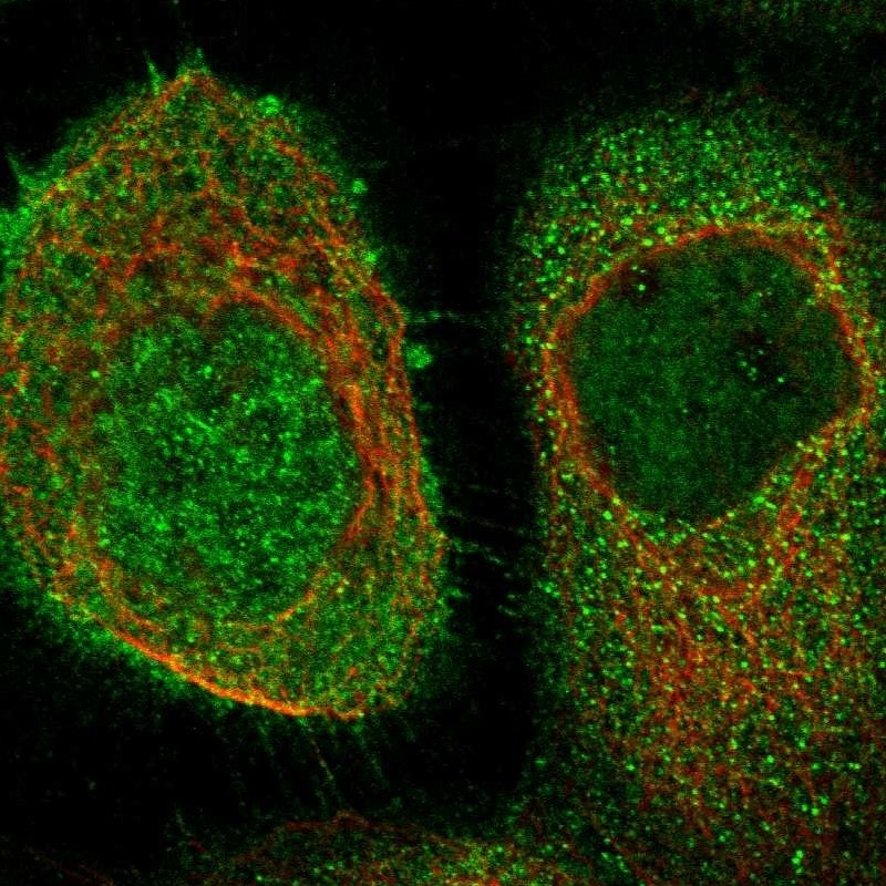 FLIP Antibody - BSA Free Immunocytochemistry/ Immunofluorescence: FLIP Antibody [NBP1-85675]