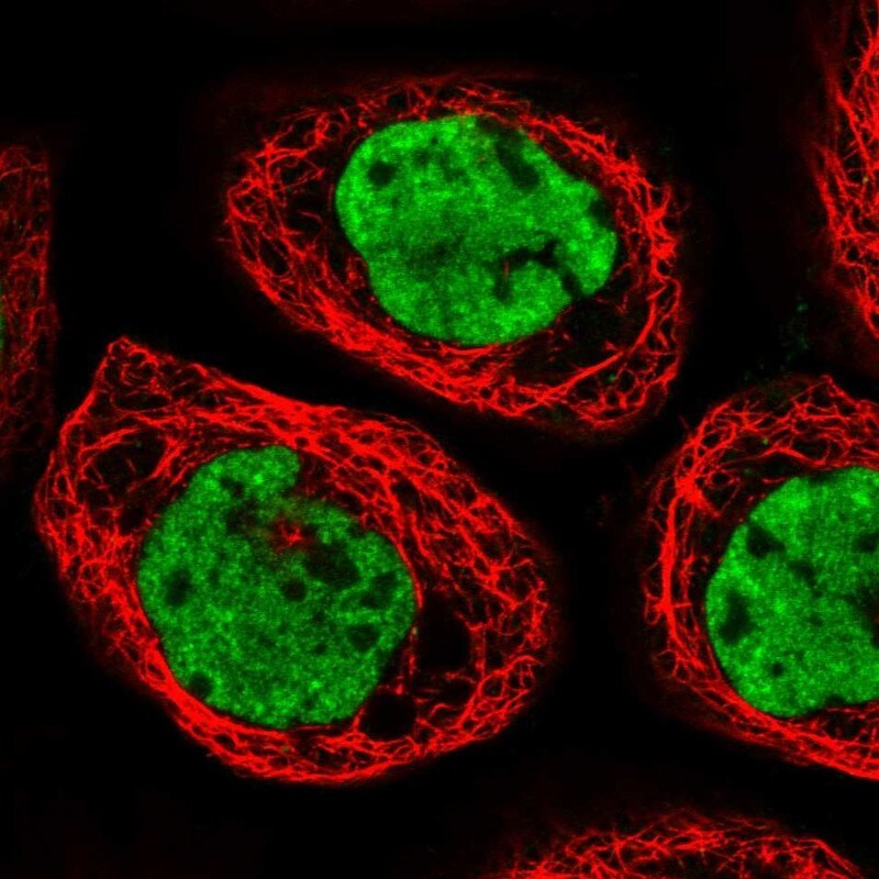 CPSF6 Antibody - BSA Free Immunocytochemistry/ Immunofluorescence: CPSF6 Antibody [NBP1-85676]