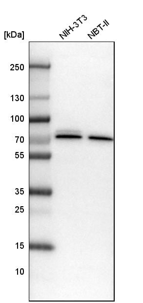 CPSF6 Antibody - BSA Free Western Blot: CPSF6 Antibody - BSA Free [NBP1-85676]